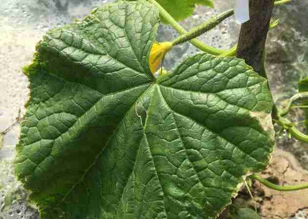 黄瓜种植病害(黄瓜栽培过程中的主要病害有)